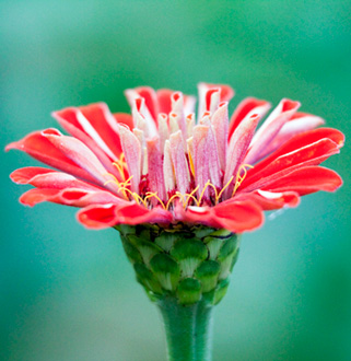 Flowers in bloom at the Learning Garden in Venice, CA